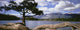 Tree And Fallen Tree Beside Lake Beauvert Wall Mural