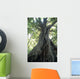 Strangler Fig, Low Angle View Wall Mural