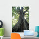 Strangler Fig, Low Angle View Wall Mural