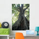 Strangler Fig, Low Angle View Wall Mural