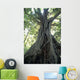 Strangler Fig, Low Angle View Wall Mural