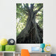 Strangler Fig, Low Angle View Wall Mural