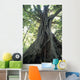 Strangler Fig, Low Angle View Wall Mural