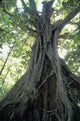 Strangler Fig, Low Angle View Wall Mural