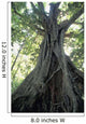 Strangler Fig, Low Angle View Wall Mural