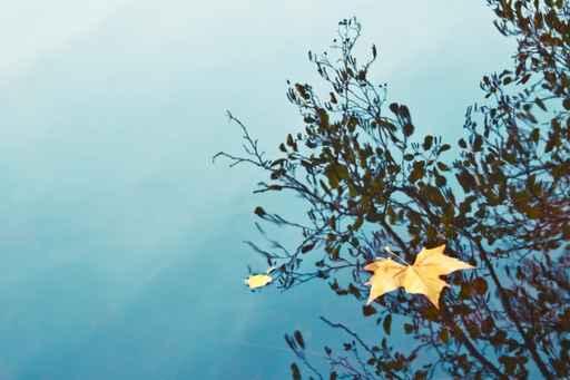 Autumn Leaf Pond Wall Decal