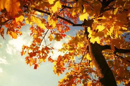 Herbstbaum Wall Decal Design 2