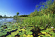 Lily Pads In A River, Okavango Delta Wall Mural
