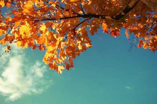 Herbstbaum Wall Decal