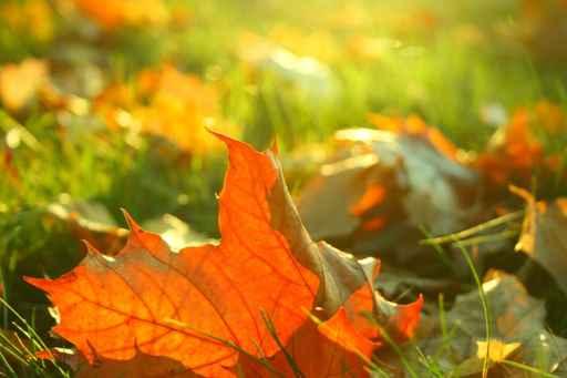 Herbstfrisch Wall Decal