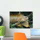 Iguana Near Cano Negro National Park Wall Mural