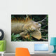 Iguana Near Cano Negro National Park Wall Mural