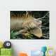 Iguana Near Cano Negro National Park Wall Mural