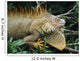 Iguana Near Cano Negro National Park Wall Mural