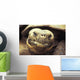 Close-Up Of Giant Tortoise Wall Mural