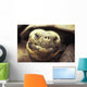 Close-Up Of Giant Tortoise Wall Mural
