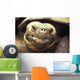 Close-Up Of Giant Tortoise Wall Mural