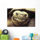 Close-Up Of Giant Tortoise Wall Mural