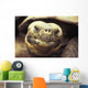 Close-Up Of Giant Tortoise Wall Mural