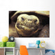 Close-Up Of Giant Tortoise Wall Mural