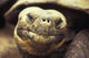 Close-Up Of Giant Tortoise Wall Mural