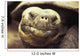 Close-Up Of Giant Tortoise Wall Mural