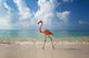 Flamingo Walking Along Beach Wall Mural