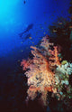 Two Silhouetted Divers Behind Soft Corals In The Red Sea Wall Mural