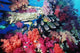 Fish And Colourful Corals Wall Mural