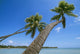 Palm Trees On A Tropical Beach, Fiji Wall Mural