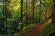 Thuringian Forest Wall Decal Design 2