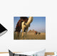 Camels And Great Pyramids Of Giza Wall Mural
