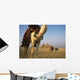 Camels And Great Pyramids Of Giza Wall Mural