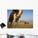 Camels And Great Pyramids Of Giza Wall Mural