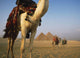 Camels And Great Pyramids Of Giza Wall Mural