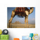 Looking Under Camel To Great Pyramids Of Giza Wall Mural