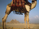 Looking Under Camel To Great Pyramids Of Giza Wall Mural