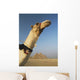 Camel And Great Pyramids Of Giza Wall Mural
