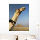 Camel And Great Pyramids Of Giza Wall Mural