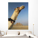 Camel And Great Pyramids Of Giza Wall Mural