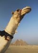 Camel And Great Pyramids Of Giza Wall Mural