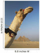 Camel And Great Pyramids Of Giza Wall Mural
