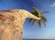 Palm Tree Above Bavaro Beach At Dawn Wall Mural