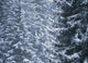Pine Trees Covered In Snow, Les Arcs Wall Mural