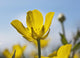 A Yellow Buttercup Against A Blue Sky Wall Mural