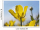 A Yellow Buttercup Against A Blue Sky Wall Mural