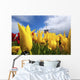 Tulips In A Field And A Windmill At Wooden Shoe Tulip Farm Wall Mural