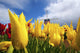 Tulips In A Field And A Windmill At Wooden Shoe Tulip Farm Wall Mural