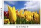 Tulips In A Field And A Windmill At Wooden Shoe Tulip Farm Wall Mural