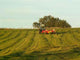 Agriculture Auvergnate Wall Decal